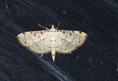 Pycnarmon