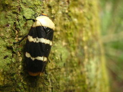 Phymatostetha semele