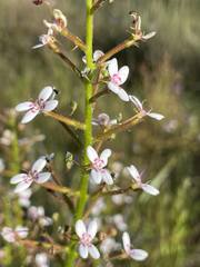 Stylidium crassifolium
