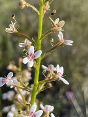 Stylidium crassifolium