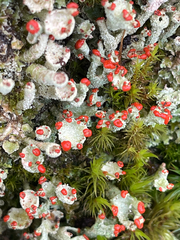Cladonia