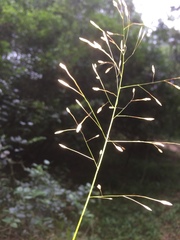 Megastachya mucronata