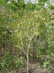 Sapindus drummondii