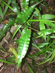 Megastachya mucronata