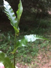 Megastachya mucronata