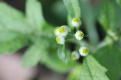 Dichrocephala integrifolia