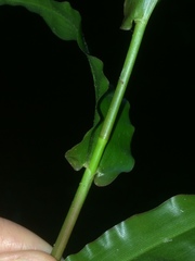 Megastachya mucronata