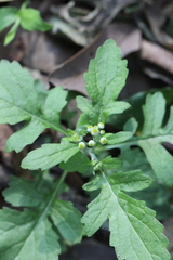 Dichrocephala integrifolia