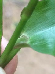 Megastachya mucronata