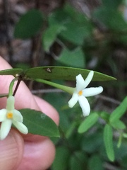 Synaptolepis oliveriana