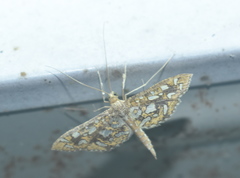 Nausinoe geometralis