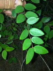 Synaptolepis oliveriana
