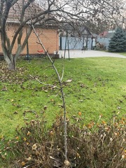 Pyrus communis