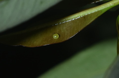Daphnis nerii