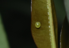 Daphnis nerii