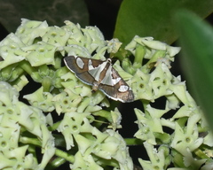 Glyphodes bicolor