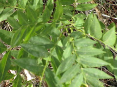 Sapindus drummondii