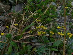 Draba albertina