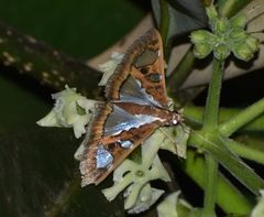 Glyphodes bivitralis