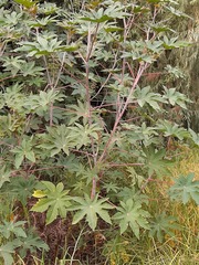 Ricinus communis