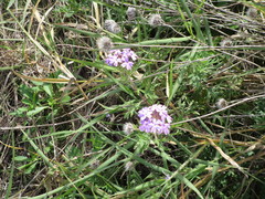 Glandularia bipinnatifida