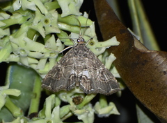 Paracymoriza