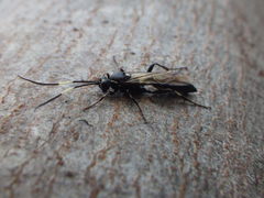 Orgichneumon calcatorius