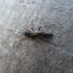 Orgichneumon calcatorius