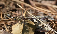 Gomphurus