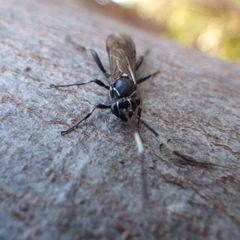 Orgichneumon calcatorius