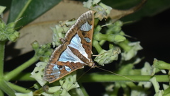 Glyphodes bivitralis