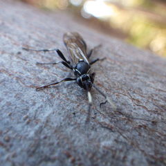 Orgichneumon calcatorius