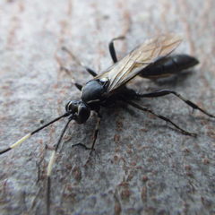 Orgichneumon calcatorius
