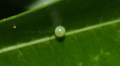 Daphnis nerii