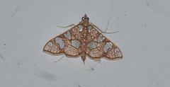 Glyphodes canthusalis