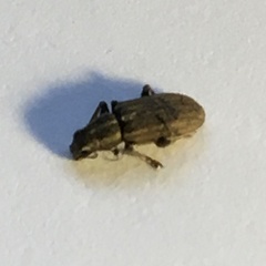 Sitona lineatus