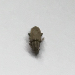 Sitona lineatus