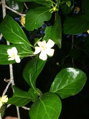 Hyperacanthus amoenus