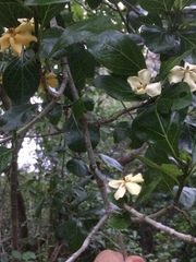 Hyperacanthus amoenus