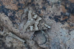 Drasteria langi