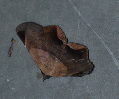 Psimada quadripennis