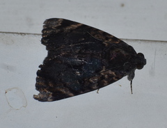 Catephia linteola