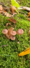 Cortinarius flexipes