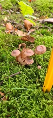 Cortinarius flexipes