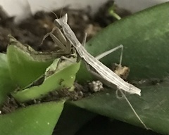 Yersiniops solitarius