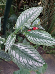 Strobilanthes auriculata