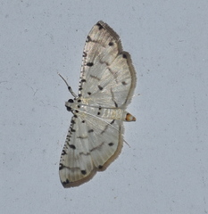 Pycnarmon