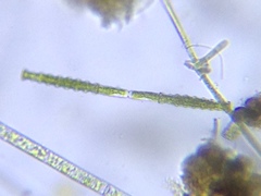 Pleurotaenium nodosum