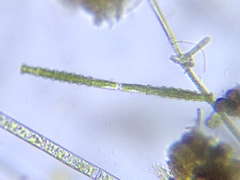 Pleurotaenium nodosum