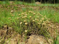 Helichrysum chionosphaerum